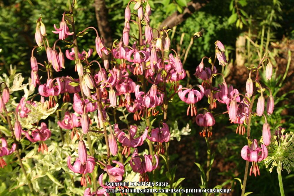 Photo of Martagon Lily (Lilium martagon) uploaded by 4susiesjoy