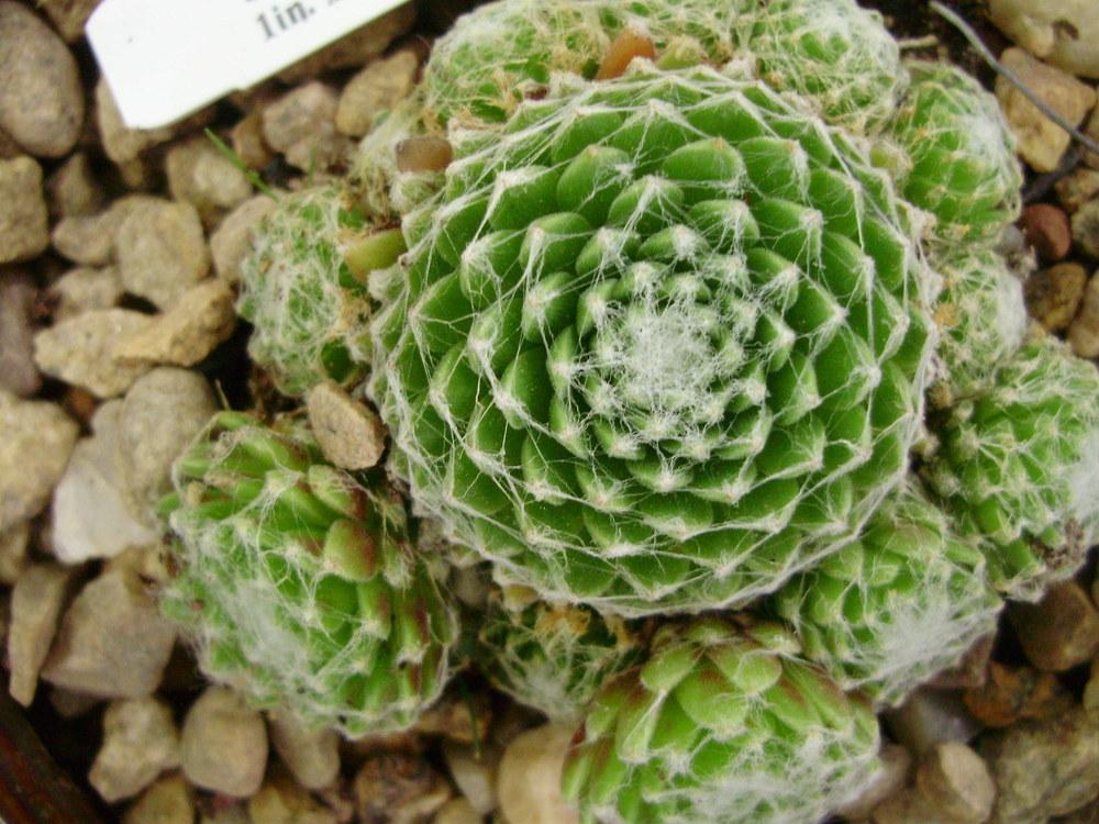 Photo of Hens and Chicks (Sempervivum arachnoideum 'Persephony') uploaded by CDsSister