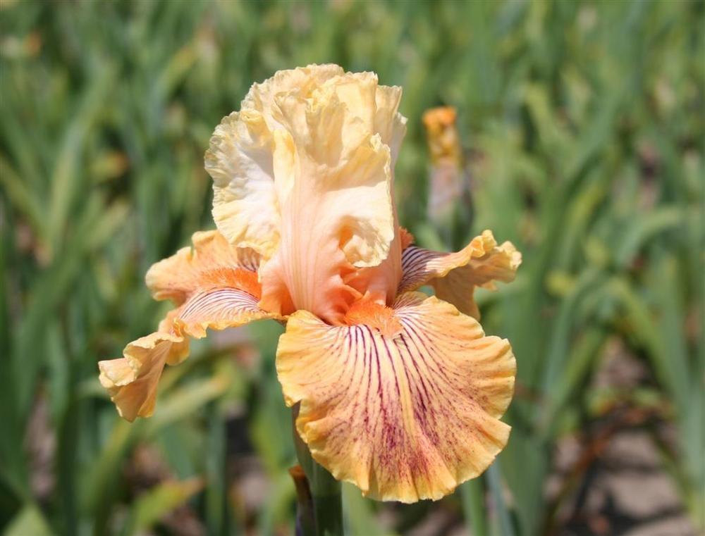 Photo of Tall Bearded Iris (Iris 'Girl Gone Wild') uploaded by KentPfeiffer
