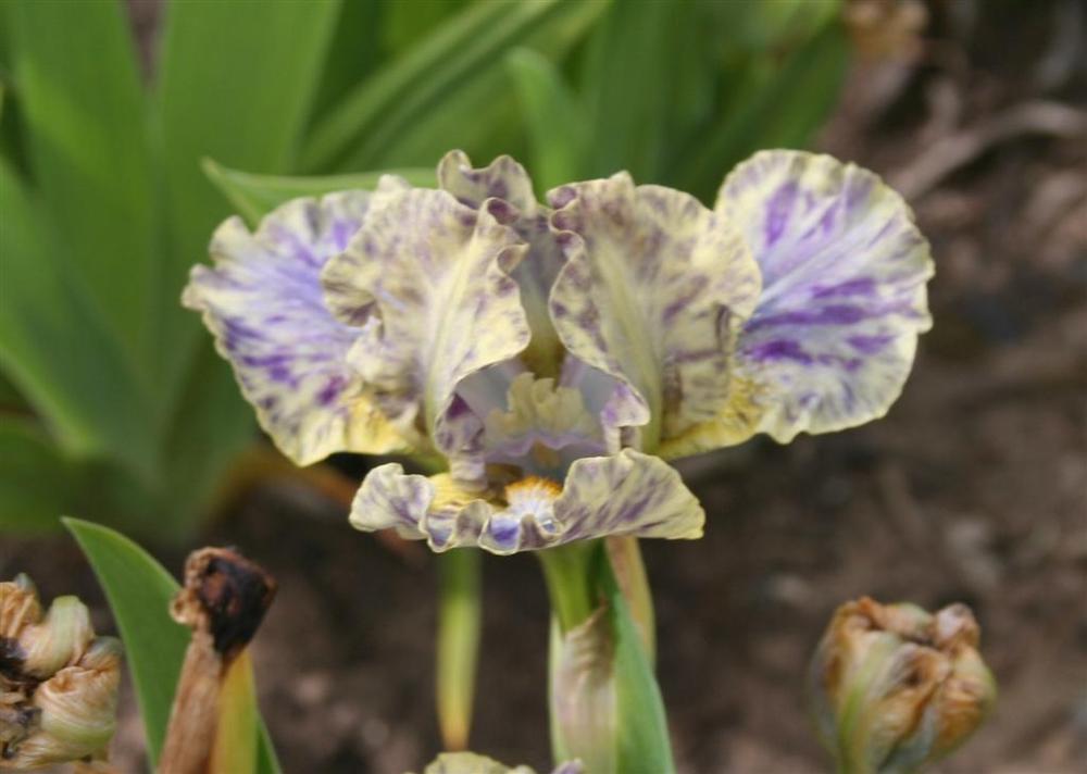 Photo of Standard Dwarf Bearded Iris (Iris 'Leopard Print') uploaded by KentPfeiffer