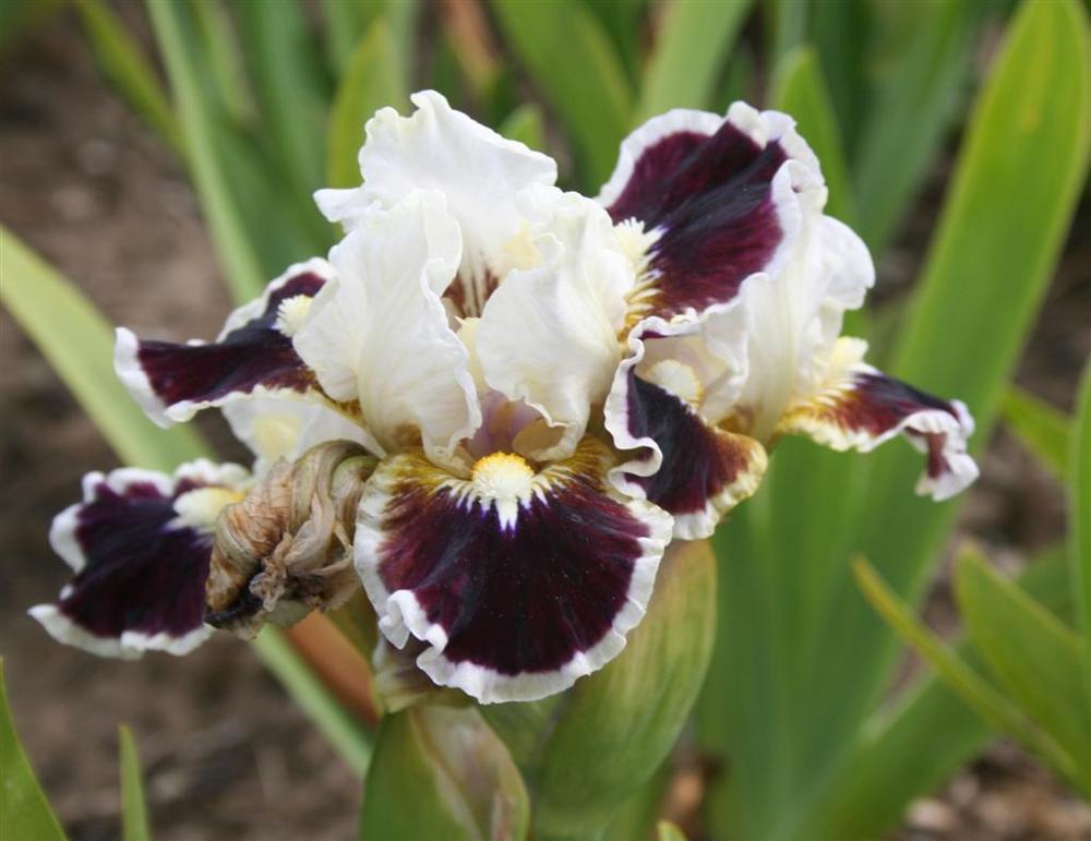 Photo of Standard Dwarf Bearded Iris (Iris 'Nine Lives') uploaded by KentPfeiffer