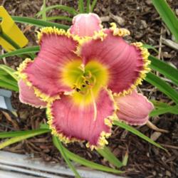 Location: Dayton, OH
Date: Region 2 daylily tour
In sale bed at pleasant valley gardens
