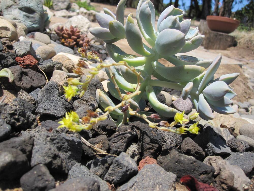 Photo of Ghost Plant (XGraptosedum 'Ghosty') uploaded by MagerRooRHammer