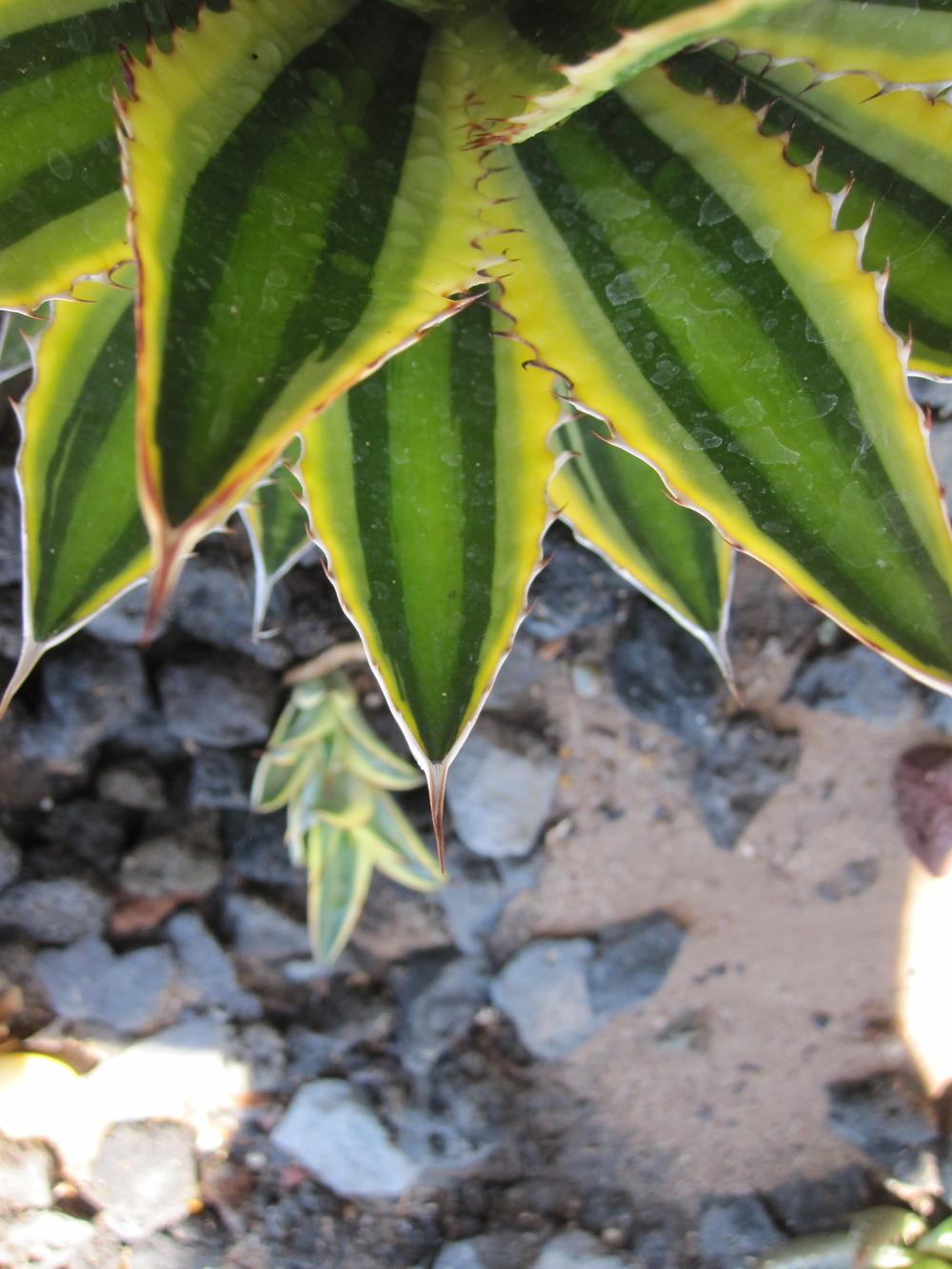 Photo of Center Stripe Agave (Agave lophantha 'Quadricolor') uploaded by MagerRooRHammer