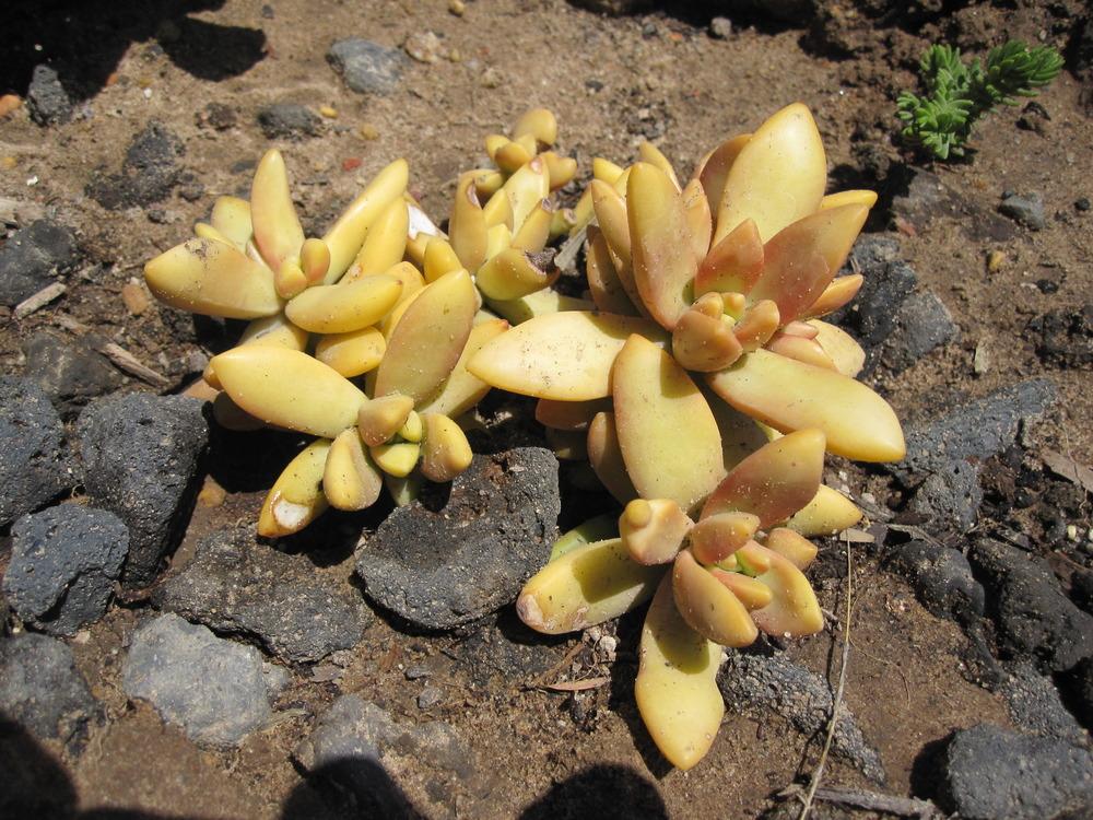 Photo of Stonecrop (Sedum adolphi 'Coppertone') uploaded by MagerRooRHammer