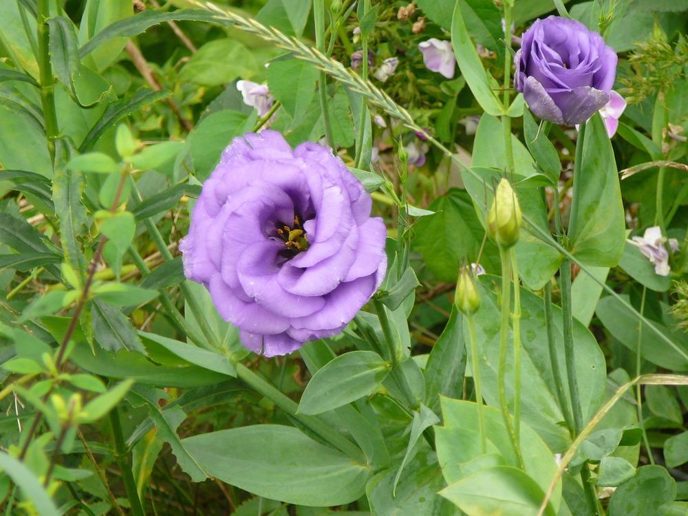 Photo of Texas Bluebell (Eustoma russellianum) uploaded by Roses_R_Red