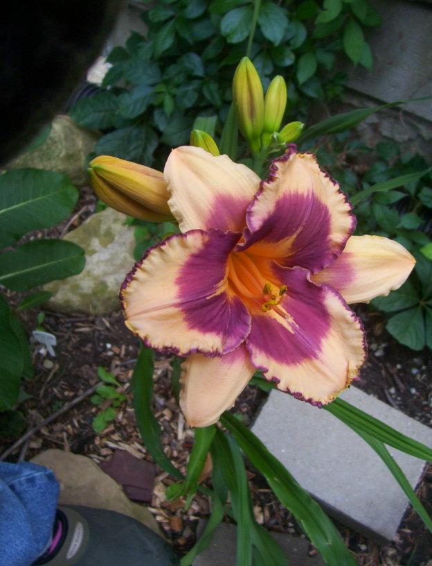 Photo of Daylily (Hemerocallis 'Mexican Hat') uploaded by cats1