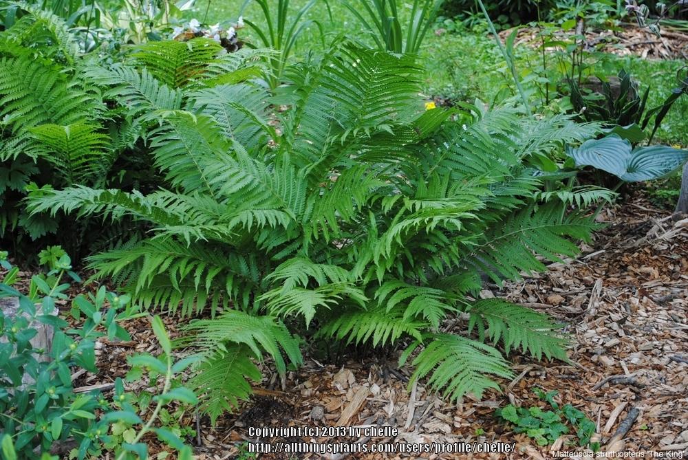 Photo of Ostrich Fern (Matteuccia struthiopteris 'The King') uploaded by chelle