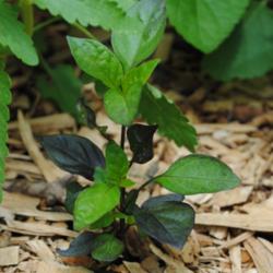 Location: My Northeastern Indiana Gardens - Zone 5b
Date: 2013-06-28
Young plant