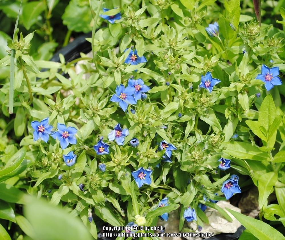 Photo of Blue Pimpernel (Lysimachia monelli subsp. monelli) uploaded by chelle