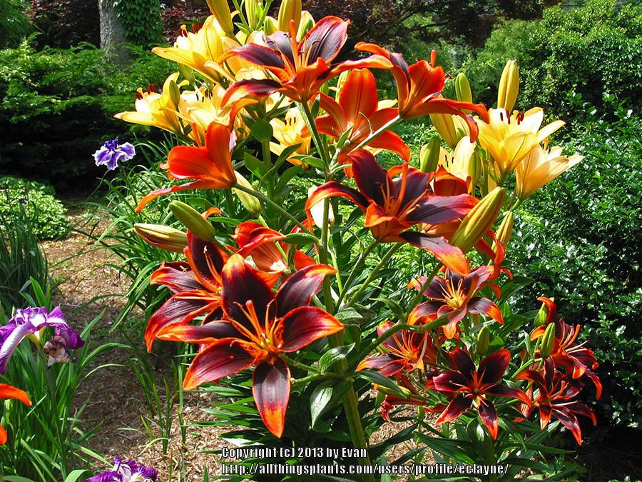 Photo of Lily (Lilium 'Starlette') uploaded by eclayne