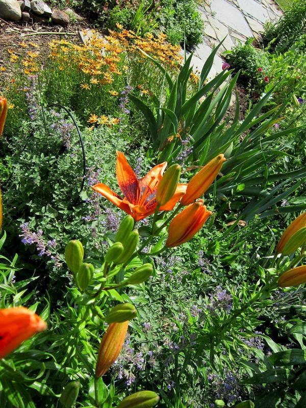 Photo of Lily (Lilium 'Orange Art') uploaded by ge1836
