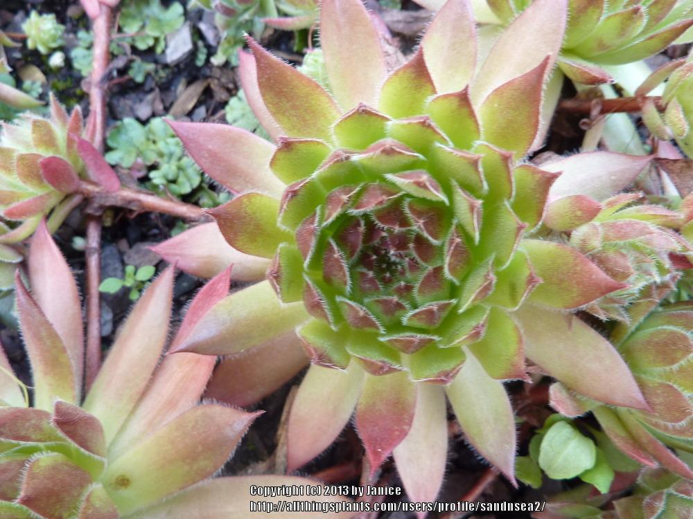 Photo of Hen and Chicks (Sempervivum 'Pruhonice') uploaded by sandnsea2