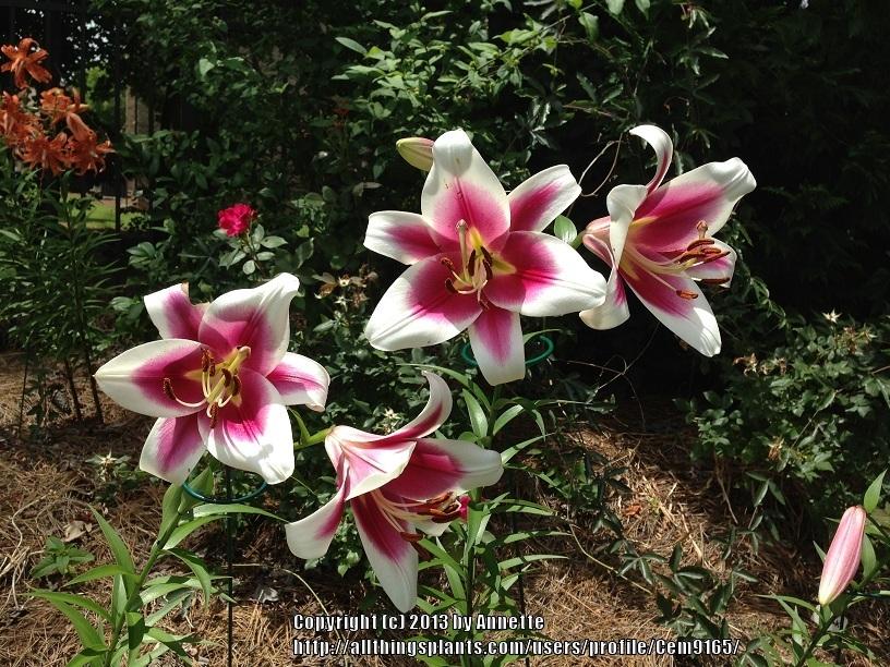Photo of Lily (Lilium 'Silk Road') uploaded by Cem9165