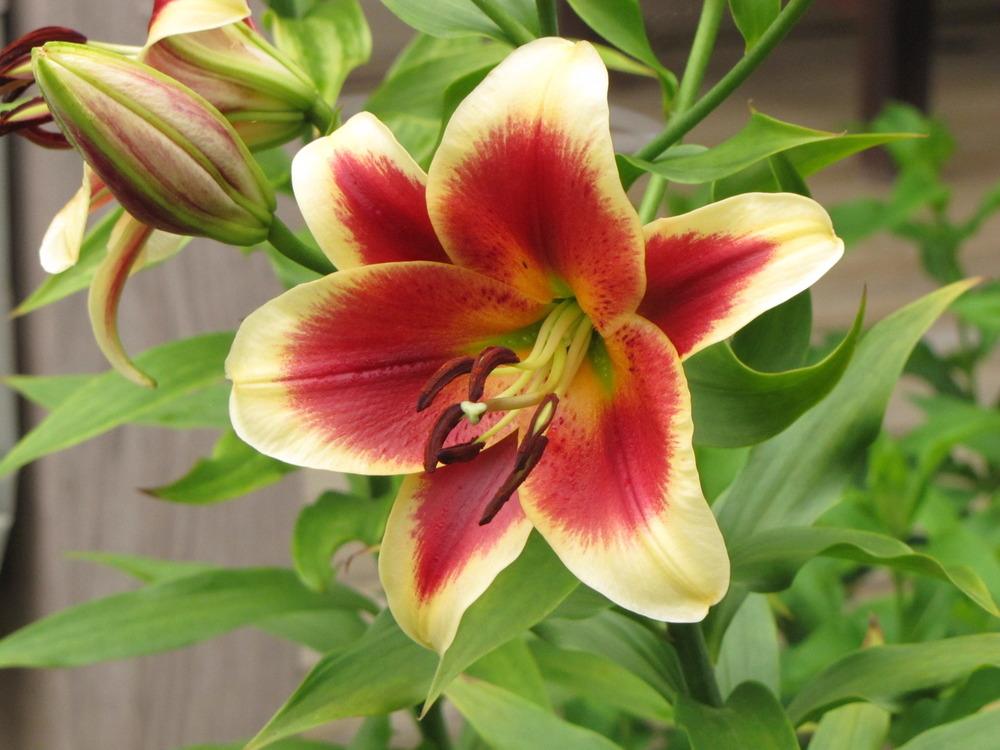 Photo of Lily (Lilium 'Red Dutch') uploaded by Claudia