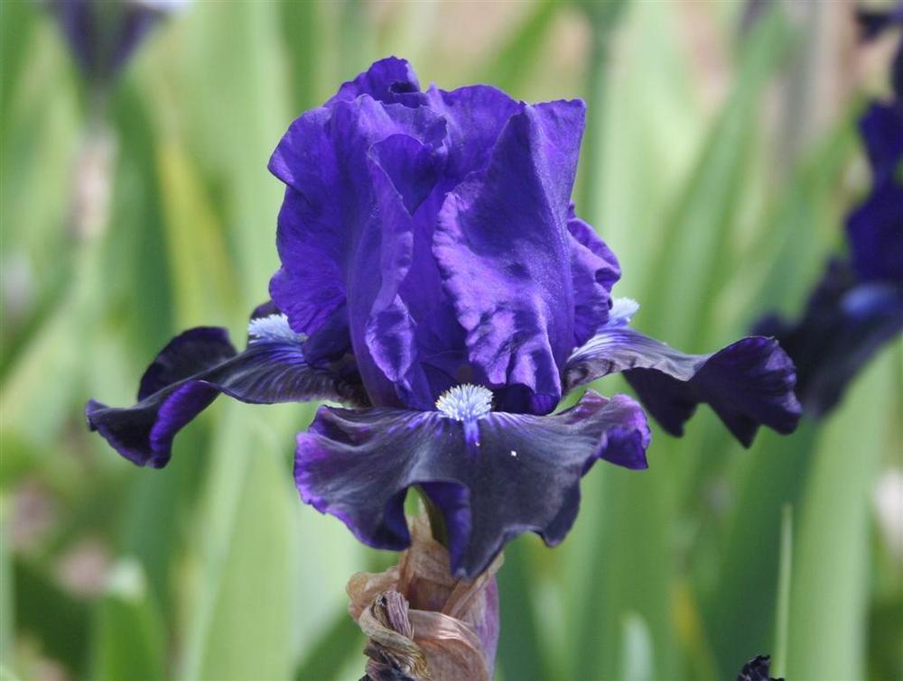 Photo of Intermediate Bearded Iris (Iris 'Star in the Night') uploaded by KentPfeiffer