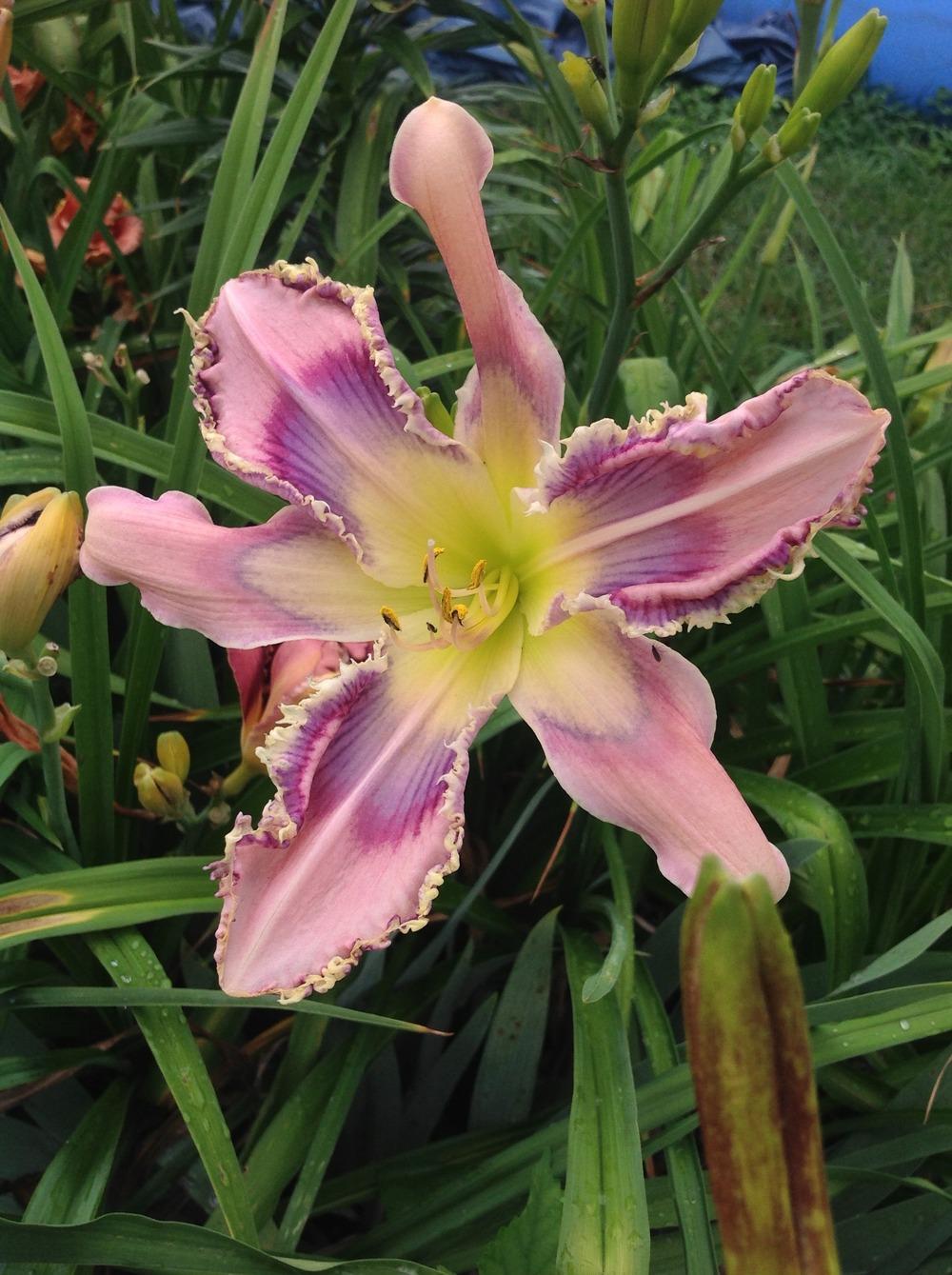 Photo of Daylily (Hemerocallis 'Entwined in the Vine') uploaded by Lilydaydreamer