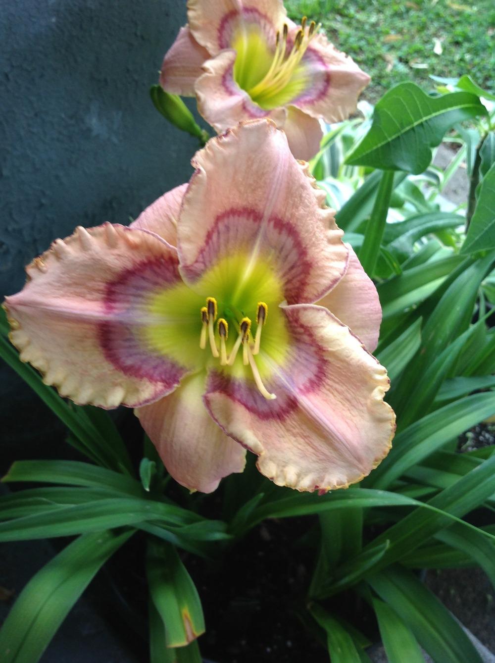 Photo of Daylily (Hemerocallis 'Through the Looking Glass') uploaded by Lilydaydreamer