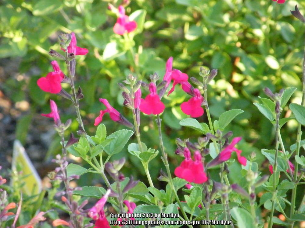 Photo of Sage (Salvia x jamensis Heatwave™ Blaze) uploaded by Marilyn