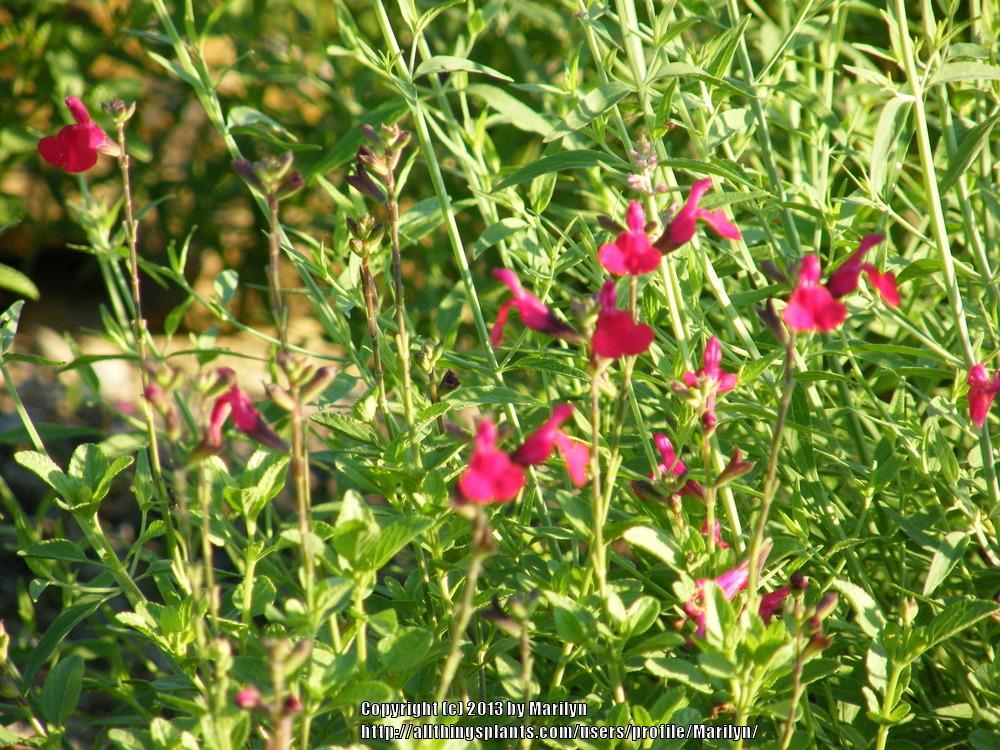 Photo of Sage (Salvia x jamensis Heatwave™ Blaze) uploaded by Marilyn