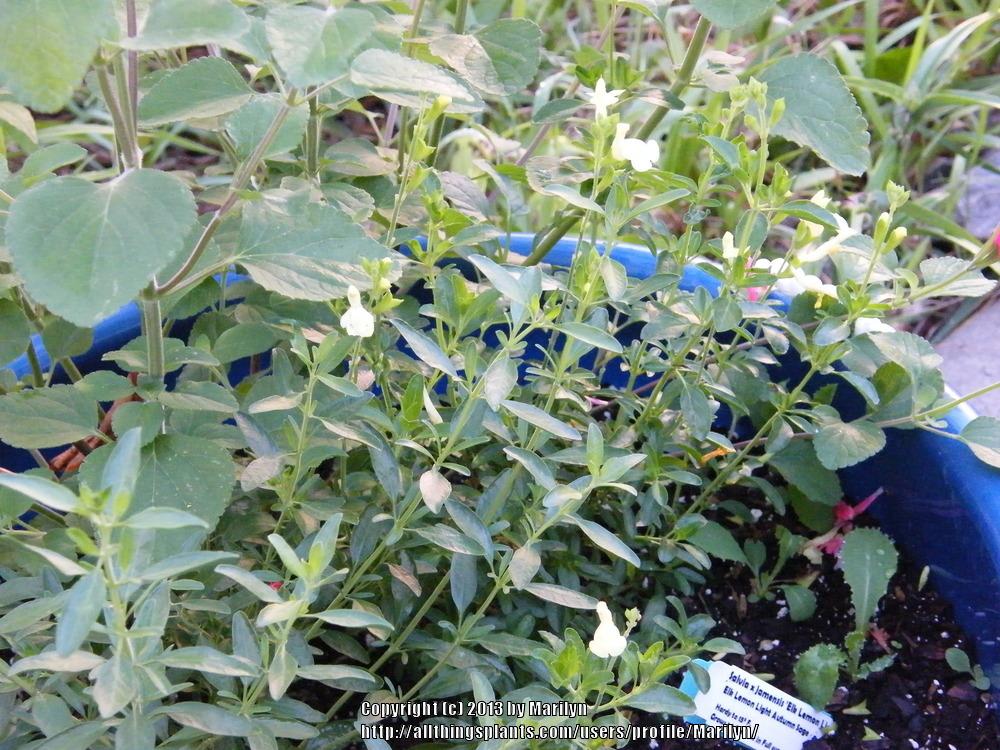 Photo of Salvia (Salvia x jamensis 'Elk Lemon Light') uploaded by Marilyn