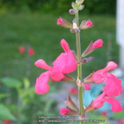 Location: My garden in Kentucky
Date: 2013-06-29
