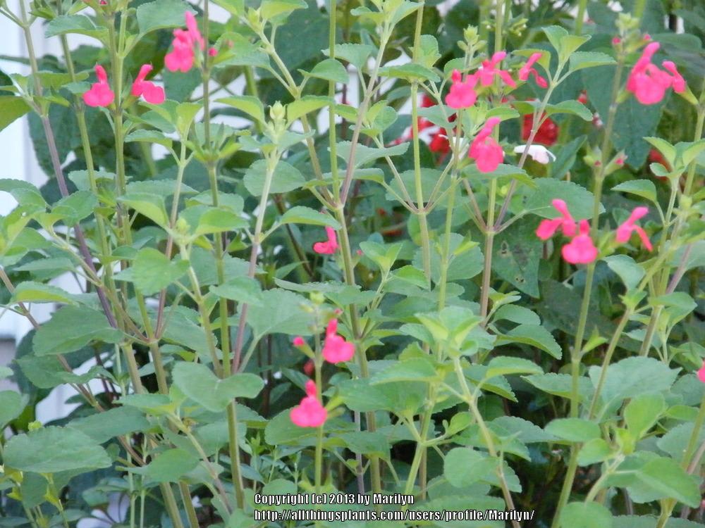 Photo of Salvia x jamensis 'Pat Vlasto' uploaded by Marilyn