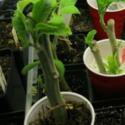 How To Root Brugmansia in Sphagnum Moss
