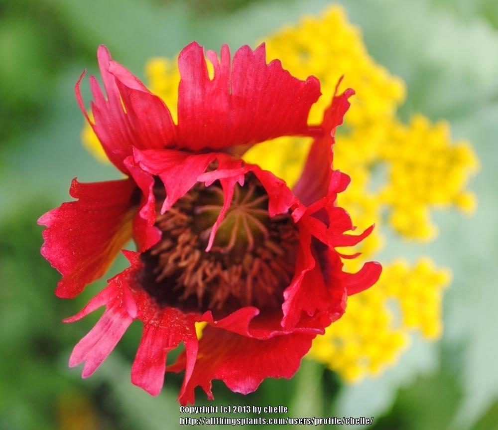Photo of Opium Poppy (Papaver somniferum) uploaded by chelle