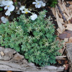 Location: My Northeastern Indiana Gardens - Zone 5b
Date: 2013-06-30
Blooming already from seed wintersown this year.