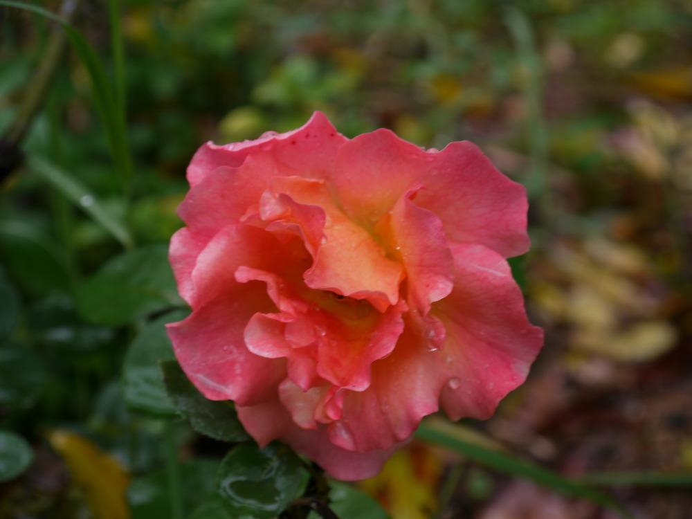 Photo of Rose (Rosa 'Easy Does It') uploaded by dyzzypyxxy