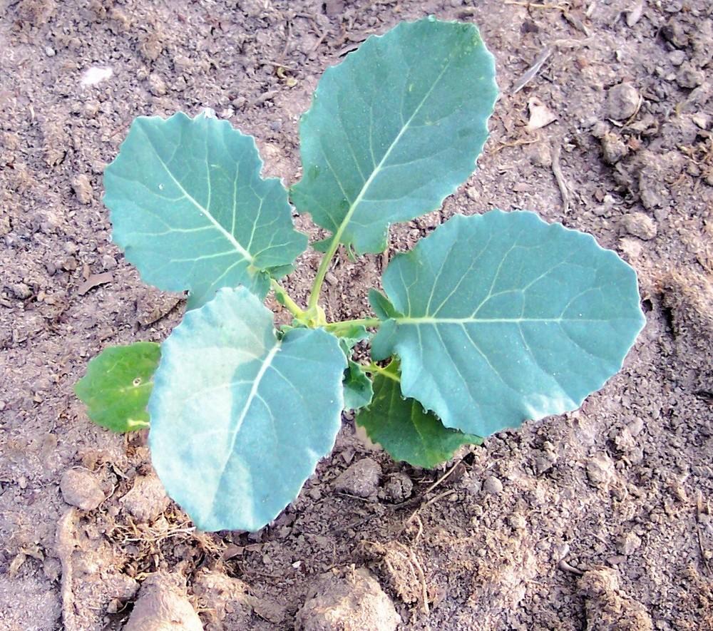 Photo of Broccoli (Brassica oleracea 'Belstar') uploaded by farmerdill