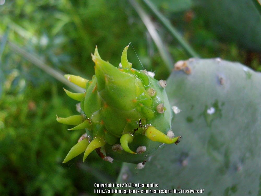 Photo of Spineless Prickly Pear (Opuntia engelmannii var. lindheimeri 'Ellisiana') uploaded by frostweed