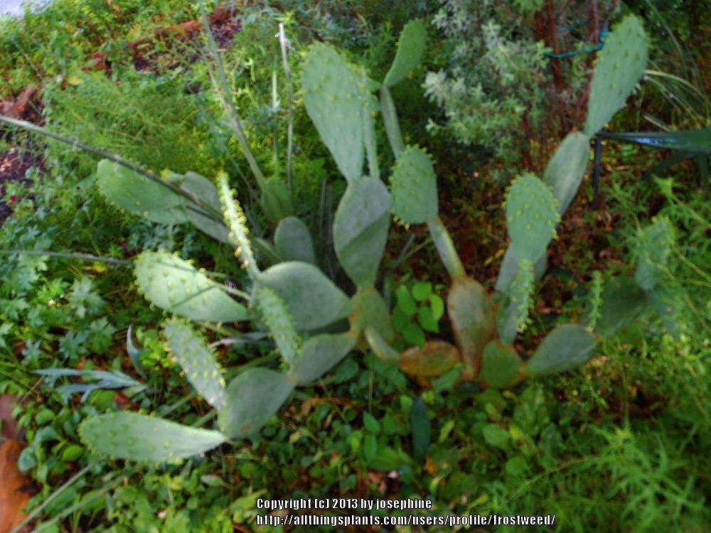 Photo of Spineless Prickly Pear (Opuntia engelmannii var. lindheimeri 'Ellisiana') uploaded by frostweed