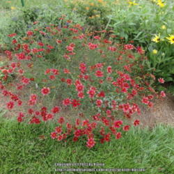 Location: My Cincinnati Ohio garden
Date: 2013-07-01
This Coreopsis center stage has a wider spread, and flowers are m