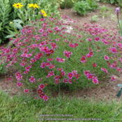This coreopsis center stage has darker burgundy flowers this year