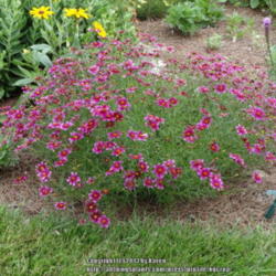 Location: My Cincinnati Ohio garden
Date: 2013-07-01
This coreopsis center stage has darker burgundy flowers this year