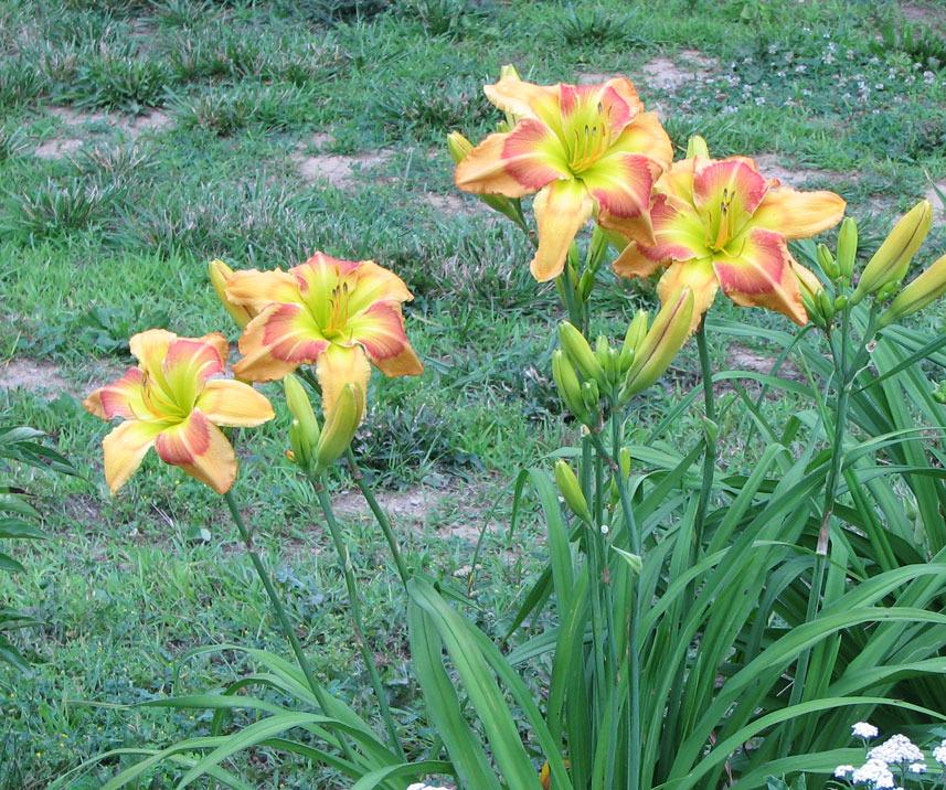 Photo of Daylily (Hemerocallis 'Get'R Done') uploaded by mlt