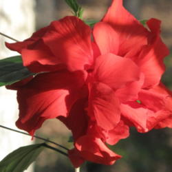 Location: Our sunroom, Hot Springs Village, AR
Date: 2009-11-22
Double red hibiscus