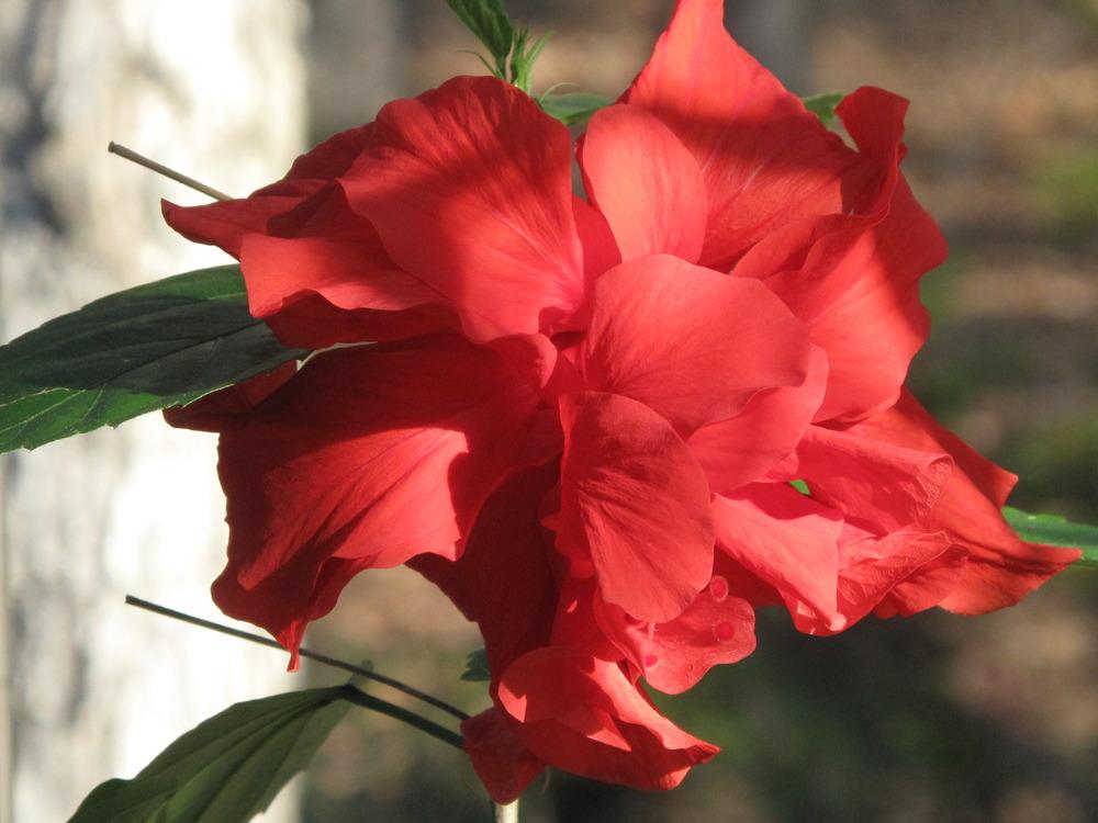 Photo of Hibiscus uploaded by rocklady