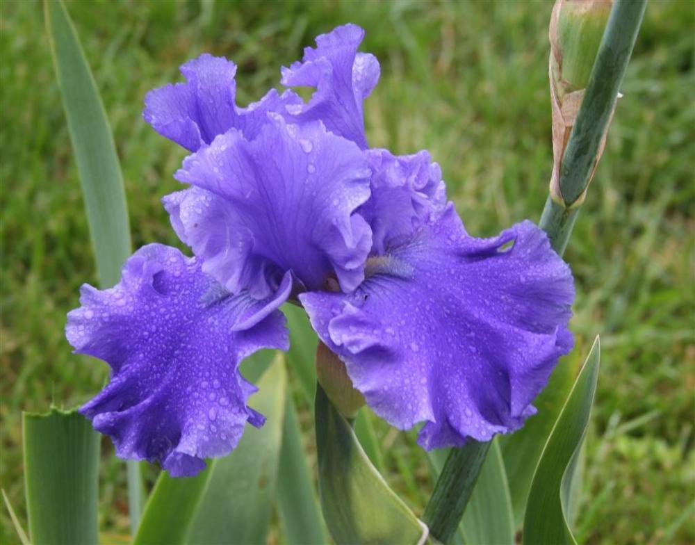 Photo of Tall Bearded Iris (Iris 'Lake Taneycomo') uploaded by KentPfeiffer