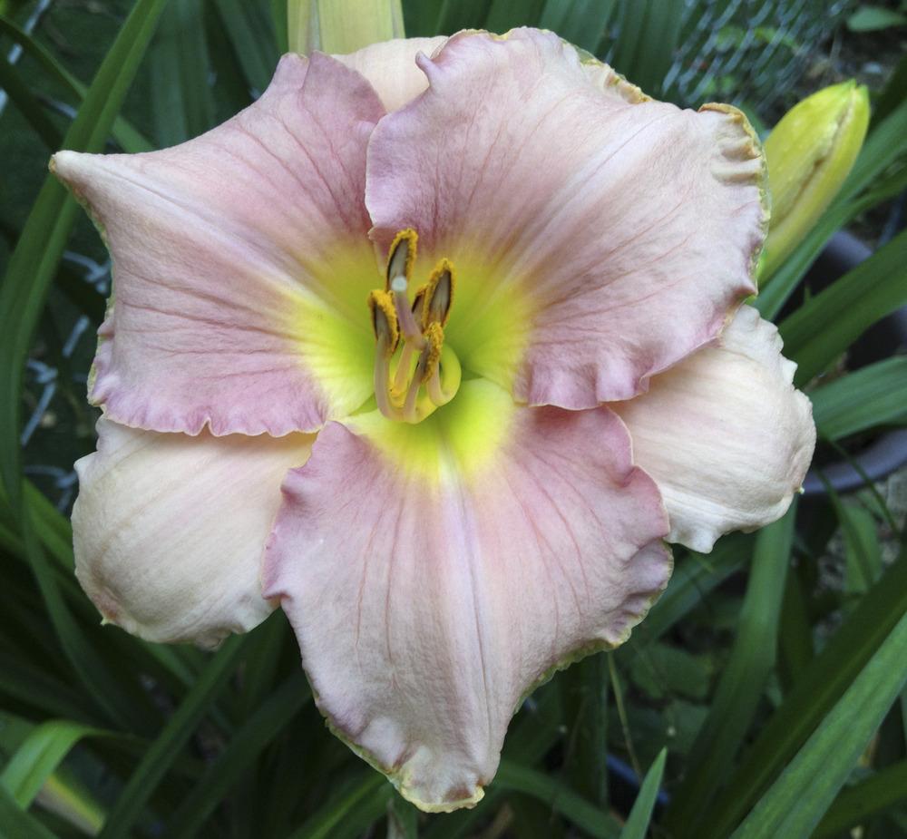 Photo of Daylily (Hemerocallis 'Driving Me Wild') uploaded by bxncbx