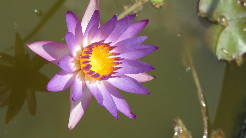 Photo of Tropical Water Lily (Nymphaea 'Tina') uploaded by desertkoigal