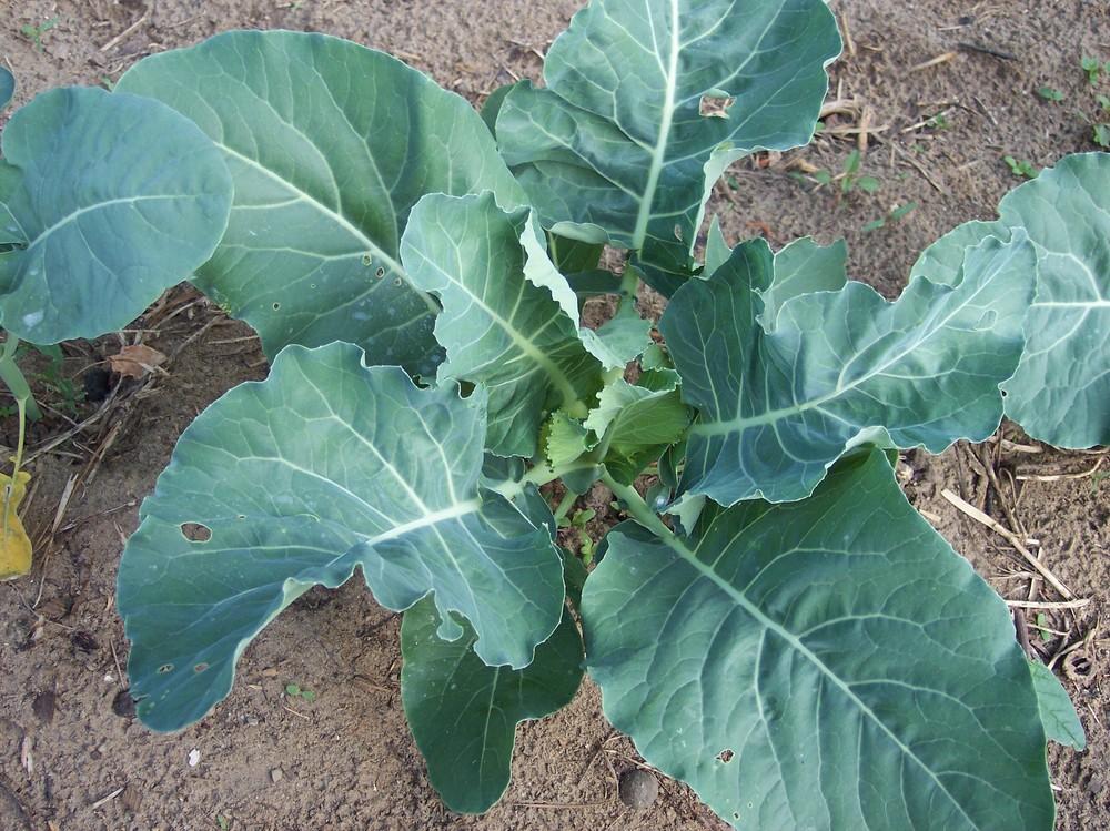 Photo of Cauliflower (Brassica oleracea var. botrytis 'Rushmore') uploaded by farmerdill