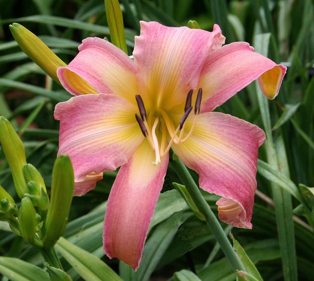 Photo of Daylily (Hemerocallis 'Once Upon a Time') uploaded by floota
