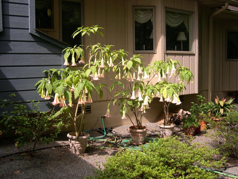 Photo of Angel's Trumpets (Brugmansia) uploaded by rocklady