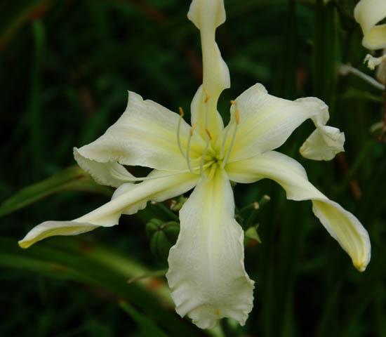 Photo of Daylily (Hemerocallis 'Margo Reed Indeed') uploaded by shive1