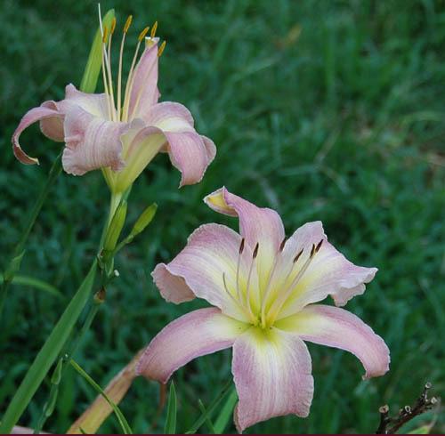 Photo of Daylily (Hemerocallis 'Once Upon a Time') uploaded by shive1