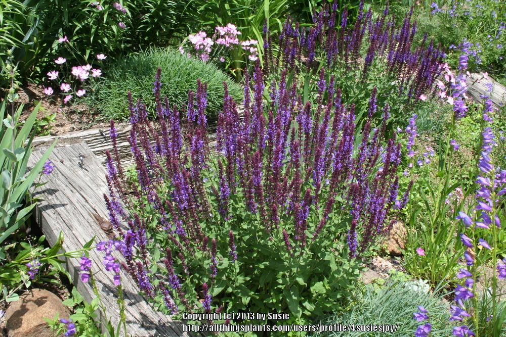 Photo of Salvia (Salvia x sylvestris 'Blue Queen') uploaded by 4susiesjoy