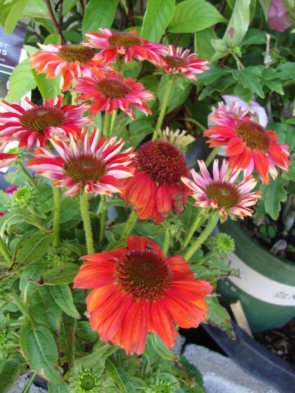 Photo of Coneflower (Echinacea Sombrero® Salsa Red) uploaded by Paul2032